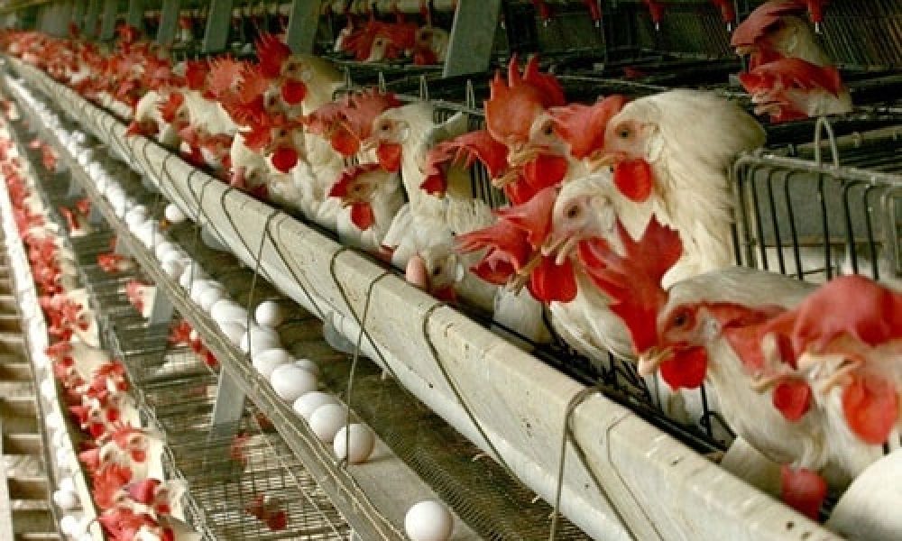 سمنان از لحاظ ابتلا به آنفلوآنزای پرندگان در وضعیت سبز قراردارد