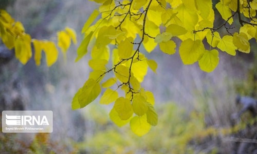 سمنان پاییز سردی را تجربه نمی‌کند